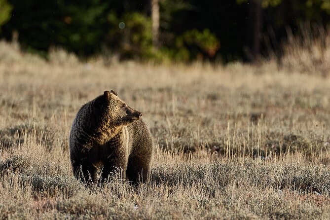 Private, Bespoke, Yellowstone Photography Safari - Half Day - Booking Details and Cancellation Policy