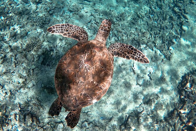 Private Boat Cruise of Waikiki! Snorkel, Sightseeing, Sea Life! - The Adventure of Snorkeling and Sightseeing