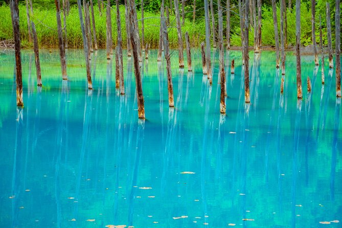 Private Day Trip to Asahiyama Zoo and Biei Blue Pond - Itinerary and Changes