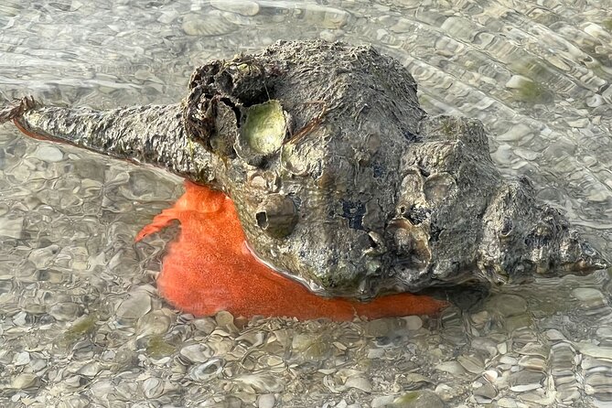 Private Island Paradise: Dolphin, Shelling, Birding Eco Boat Tour - Why Choose Florida Island Tours