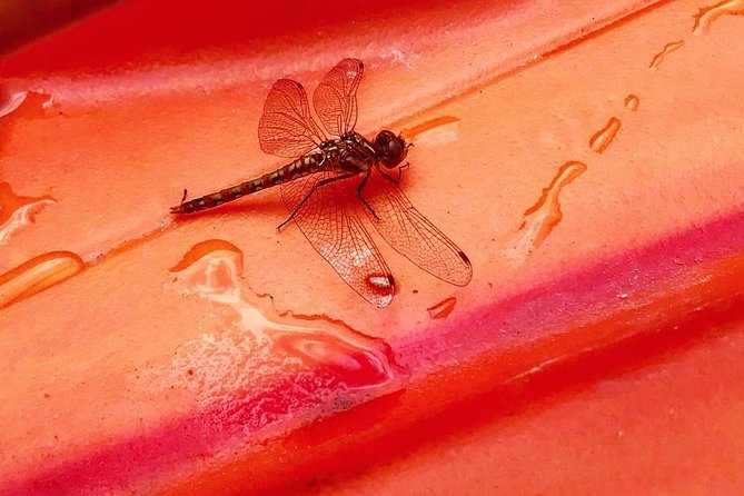 Private Kayaking/ Stand up Paddle Boarding Package - Local Flora and Fauna