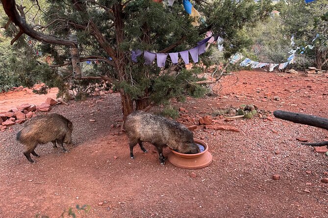 Private Sedona Tour in a Luxury SUV and Local Guide - Booking Information and Pricing