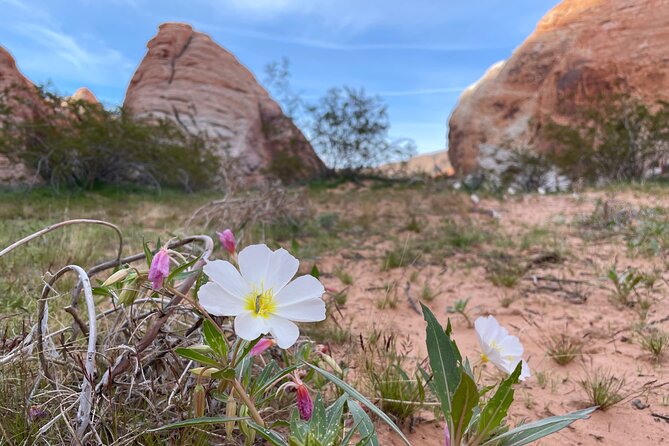 Private Valley of Fire Hiking and Sightseeing Adventure - Vibrant Landscapes and Wildlife
