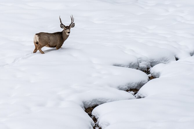 Private Wildlife Photography Tour In Yellowstone National Park - Customer Reviews and Testimonials