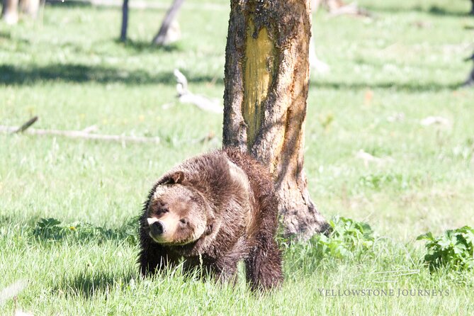 Private Yellowstone Journey From Gardiner, MT - Booking Information and Policies