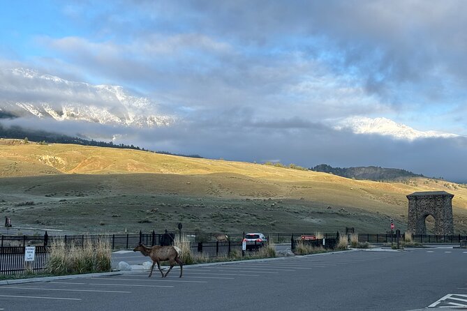 Private Yellowstone Park Van Tours From Bozeman - Tips for Your Yellowstone Adventure