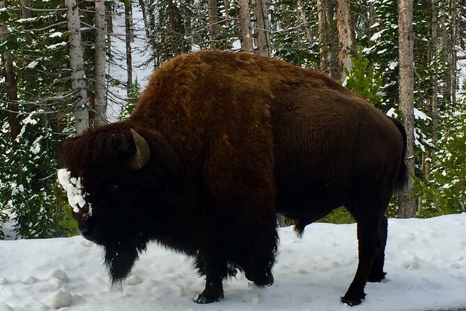 Private Yellowstone Wildlife and Photo Tour's Upper Loop Cody Wy - Itinerary and Iconic Landmarks