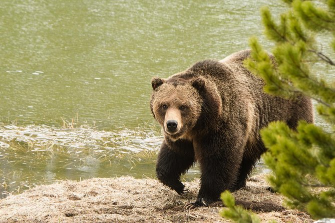 Private Yellowstone Wildlife Sightseeing Tour - Tour Accessibility and Physical Requirements