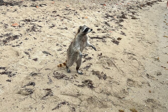 Raccoon Island Boat Tour - Indian Creek, Sanbar and Raccoons - What to Expect on Your Adventure