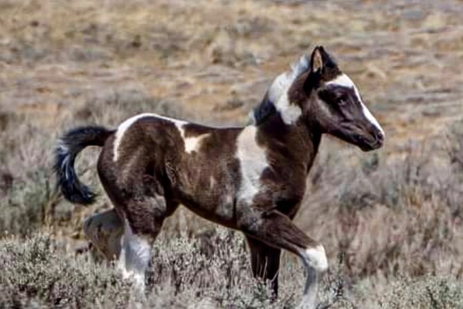 Red Canyon Small Group Wild Mustang Van Tours in Cody Wyoming - Tips for Your Wild Mustang Adventure