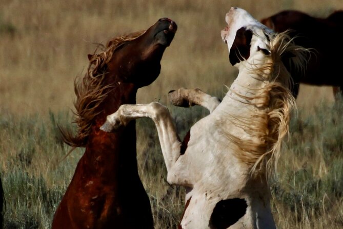Red Canyon's Best Of The Wild West Wild Mustang+Rafting Adventure - Meeting Point and Activity Duration