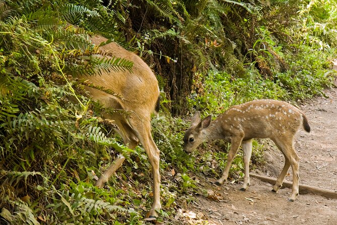 San Francisco, Golden Gate, Sausalito and Muir Woods Private Tour - Reviews and Testimonials From Travelers
