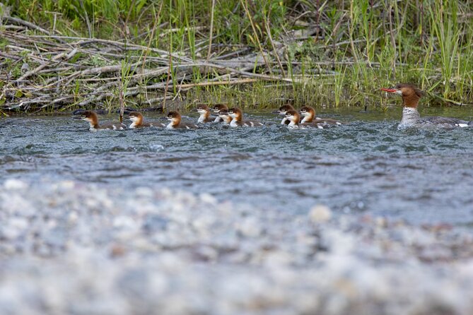 Scenic Wildlife Float Trip With Teton Views - Minimum Age and Group Size