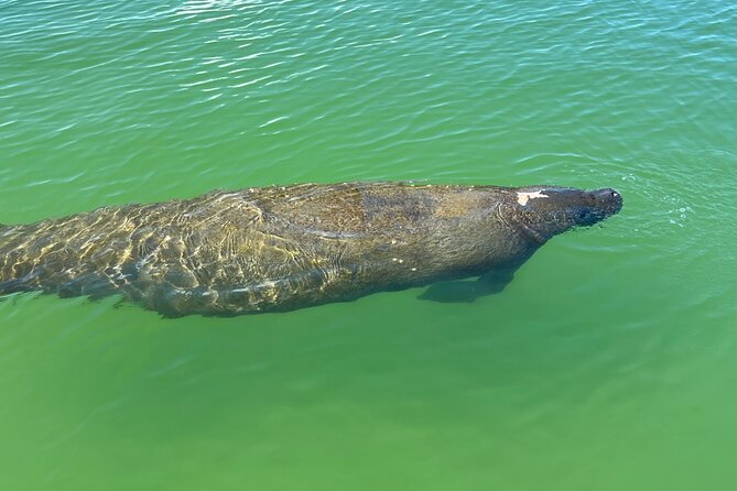 Self Guided EcoTour: Clear/Standard Kayaks -Bonita Springs - Equipment Specifications