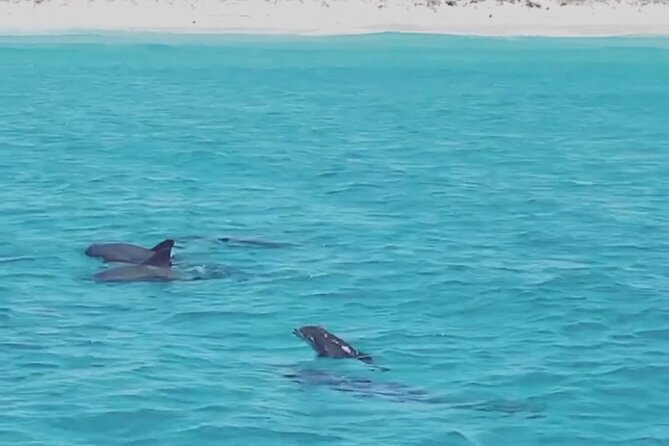 Shell Island Dolphin Sightseeing Boat Tour - Tour Highlights