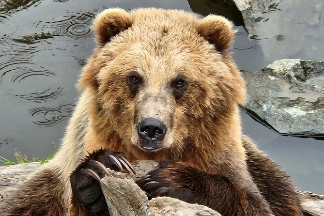 Simply Amazing Sitka Tour: Fortress of the Bear, Alaska Raptor, & Totems - Logistics and Meeting Point