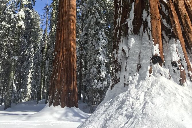Small Group Sequoia Tour From Wuksachi Lodge With Lunch - Customer Reviews and Feedback