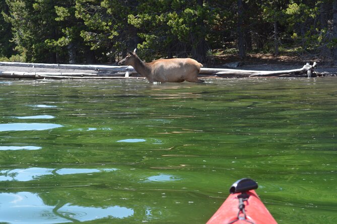 Small-Group Sunset Kayaking Tour on Lake Yellowstone - Exploring Geological Features