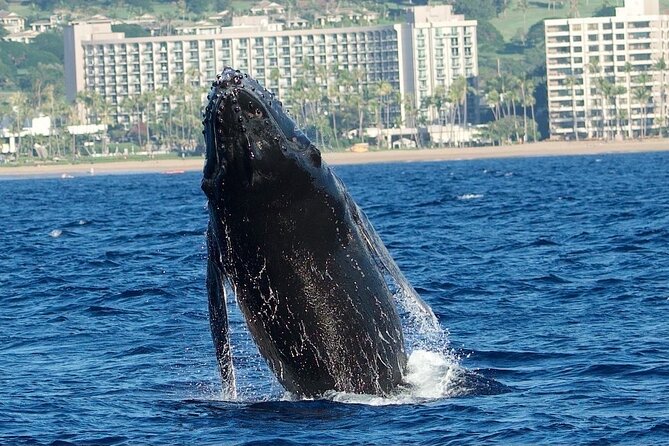 Small-Group Whale Watching Adventure - The Makai Adventures Difference