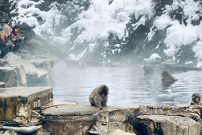 Snow Monkey Nagano One Day Private Tour With English Guide. - Visiting the Jigokudani Monkey Park