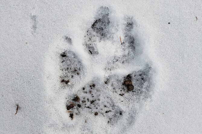 Snowshoe or XC Ski in North Yellowstone (Half Day) - Reviews and Ratings