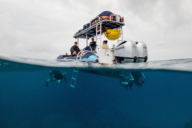 The Best Maui 3 Hour Molokini and Turtle Town Snorkel - Exploring Turtle Town