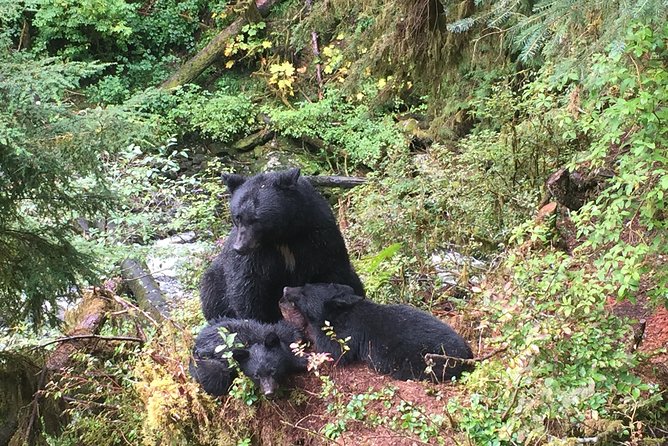 Traitors Cove Bear Viewing - Packing and Attire Recommendations