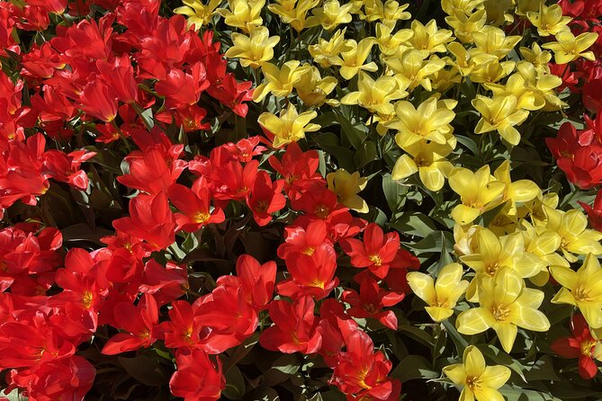 Tulip Festival in Skagit Valley Tour From Seattle - Guest Experiences