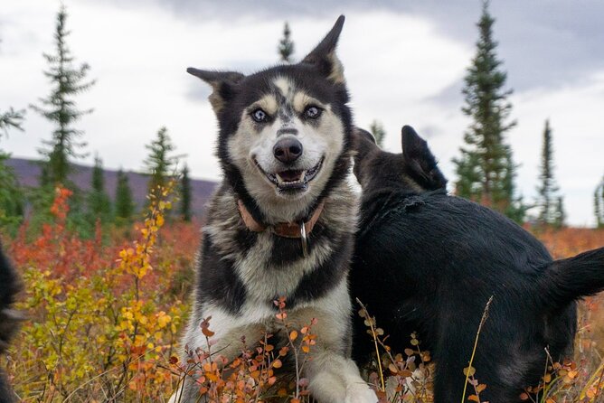 Tundra Walk With Free Running Sled Dogs - Reviews and Guest Experiences
