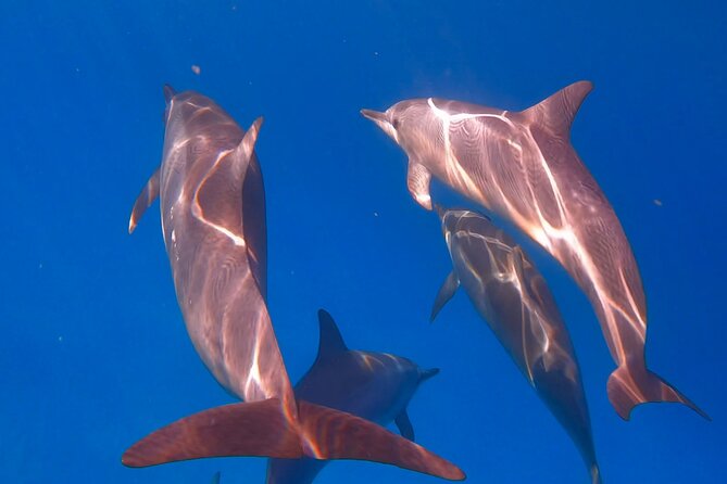Turtle Canyon Snorkel From Waikiki (Turtles GUARANTEED!) - Small Group Adventure