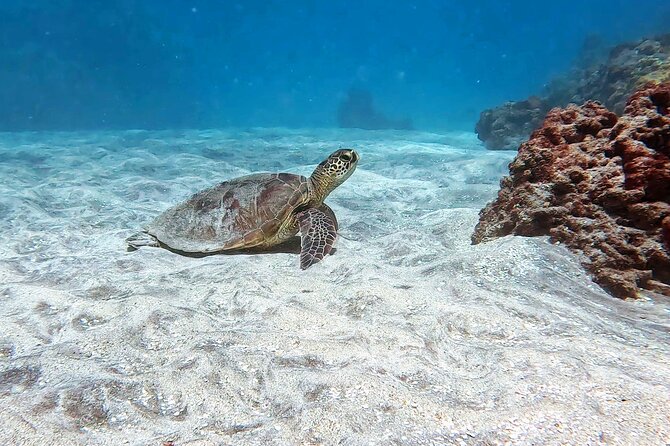 Unlimited Guided Snorkeling Tour for Beginners Plus - Pricing and Booking Information
