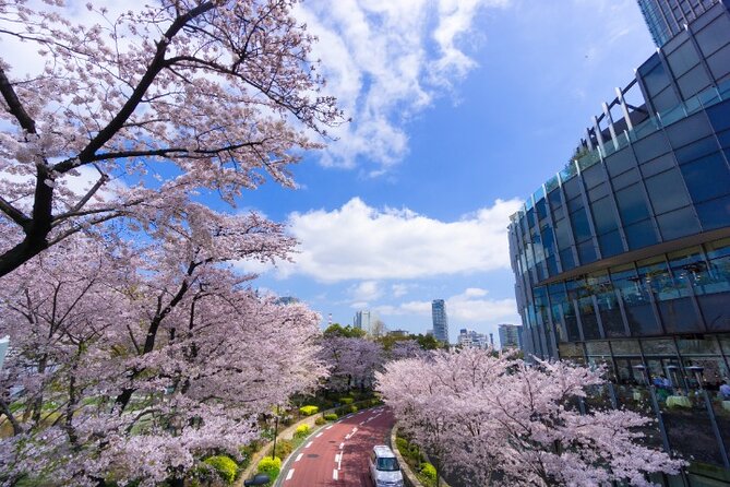 VIP Cherry Blossom Tour by Limousine With Exclusive Dinner - Accessibility and Transportation