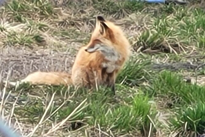 VIP Tour From Anchorage to Alaska Wildlife Conservation Center - Discovering the Wonders of Alaskan Nature