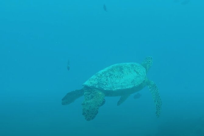 Waikiki Snorkel Tour - Safety and Precautions