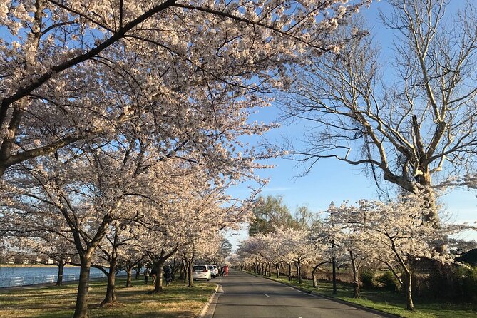 Washington D.C. Cherry Blossom 1-Day Tour From New York - Itinerary Highlights