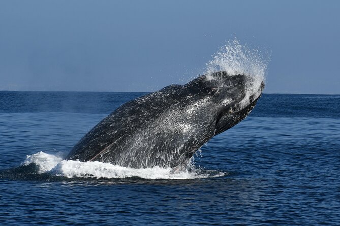 Whale and Dolphin Watching in San Diego - Responsible Viewing Practices