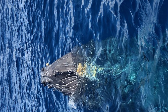 Whale Watching Experience - Photographic Opportunities