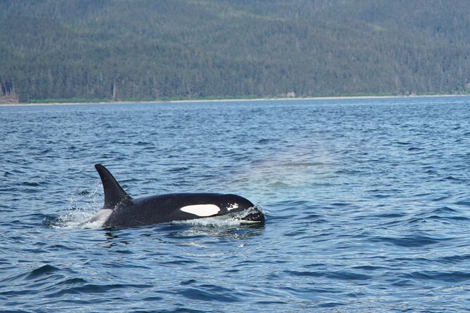 Whale-Watching, Icy Point, Hoonah , Whales, Orca, Killer-Whales. - Customer Feedback and Highlights