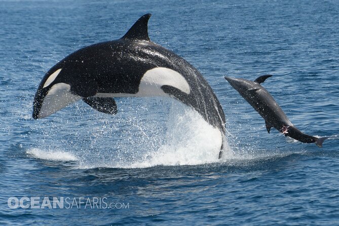 Whale Watching Monterey Bay Semi-Private Limited to 6 People Max - What to Expect on Your Tour