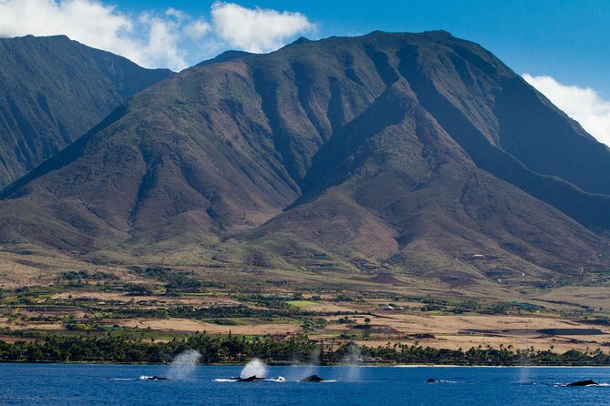 Whalewatch Deluxe Tour From Maalaea Harbor - Meeting Details