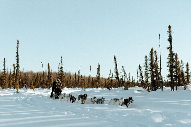 Winter Dog Sled Tour: Day or Night. - Booking Your Winter Dog Sled Tour