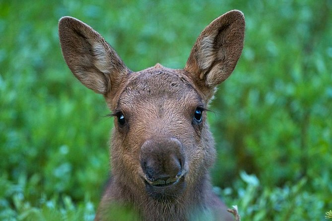 Yellowstone National Park Group Tour - Wildlife Sightings