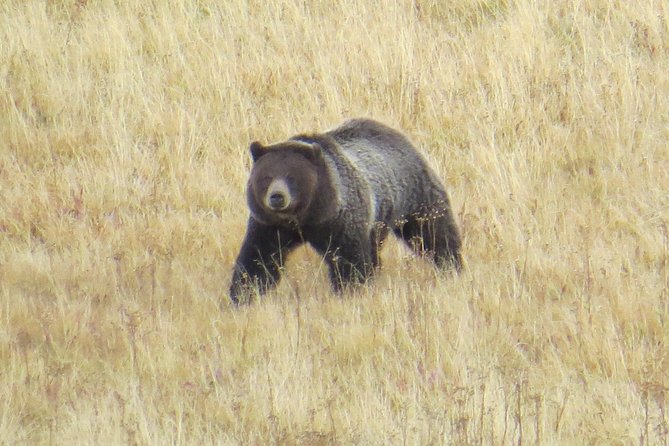 Yellowstone National Park - PRIVATE Full-Day Lower Loop Tour From Jackson Hole - Pricing and Cancellation Policy