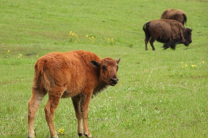 Yellowstone Private Full Day Tour - Payment Options