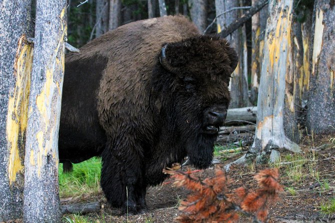 Yellowstone Private Lower Loop Adventure With Lunch - Customer Reviews and Testimonials
