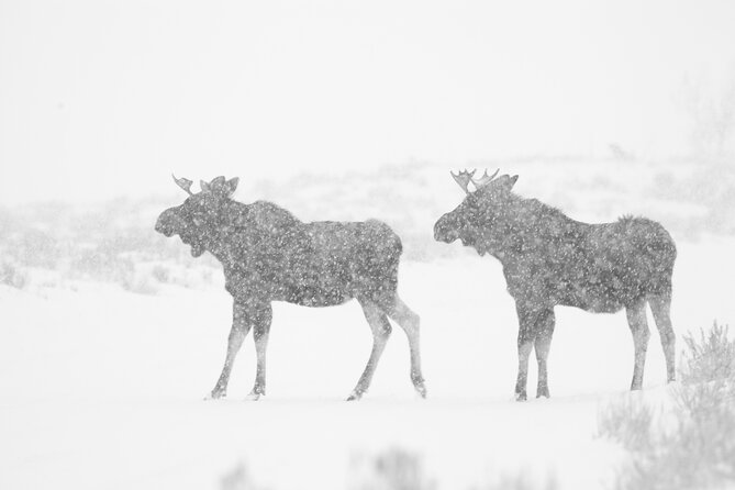 Yellowstone Snowshoe Adventure - Private Tour From Jackson Hole - Tips for a Successful Snowshoe Experience