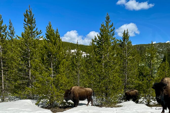 Yellowstone Wildlife and Photo Tours "Upper Loop" Tour From Cody - Wildlife and Photographic Opportunities