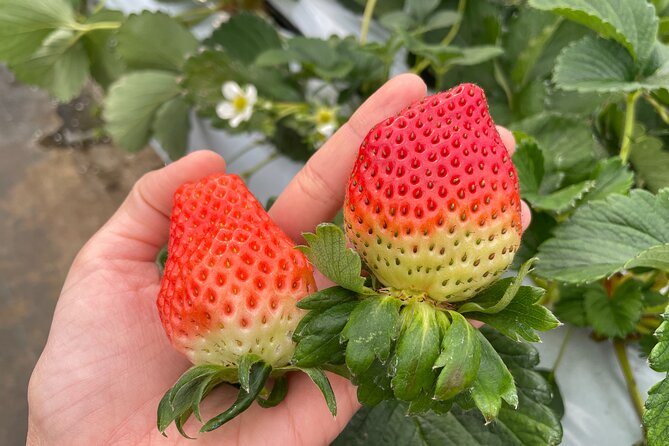 YokaBus 2 Hour Strawberry Feast Healthy Lunch Sakura Dyeing Tour - Strawberry Feast