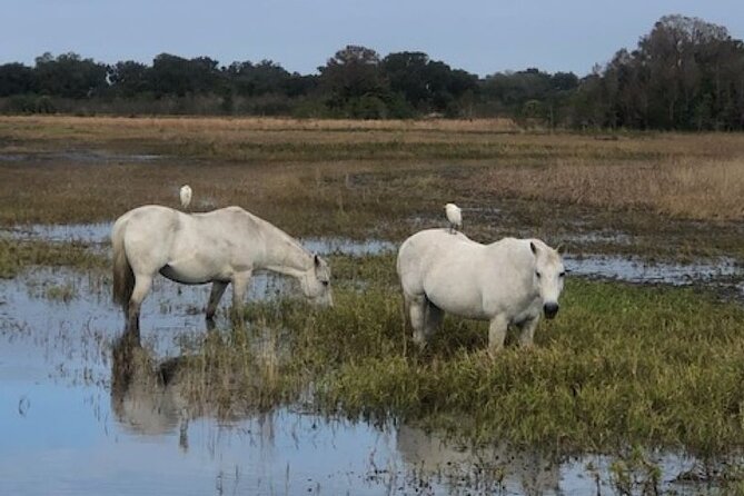 1 Hour Everglades Airboat Tour Central Florida - Accessibility and Requirements