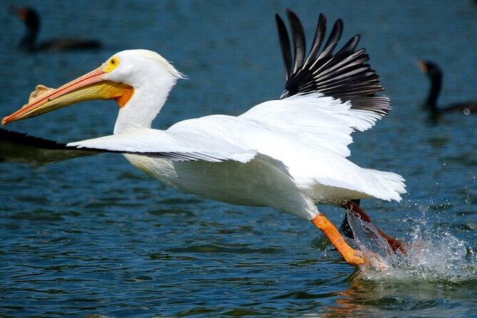 2 Hour Historical Wildlife Tour of the Chain of Lakes - Booking and Payment Options